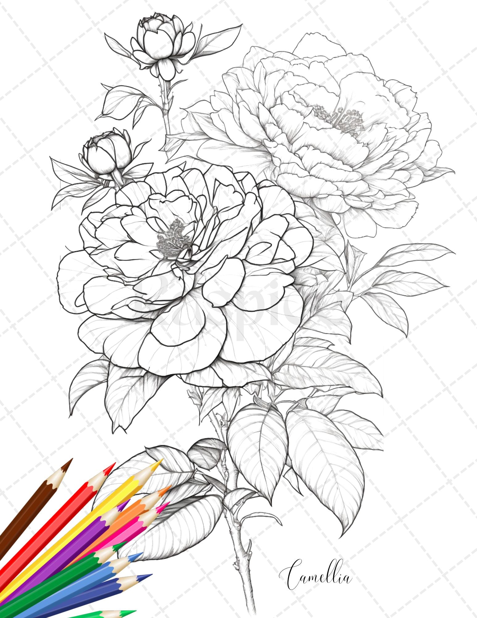 Botanical flowers printable coloring pages for adults floral grays â coloring