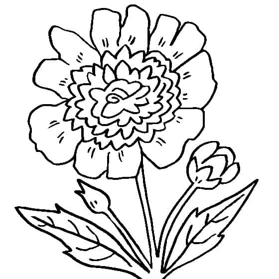 Printable peony flower coloring page