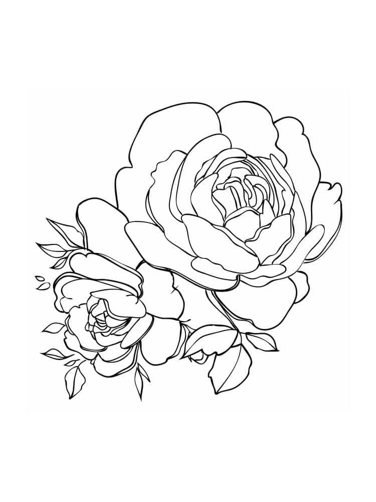 Peony flowers coloring page