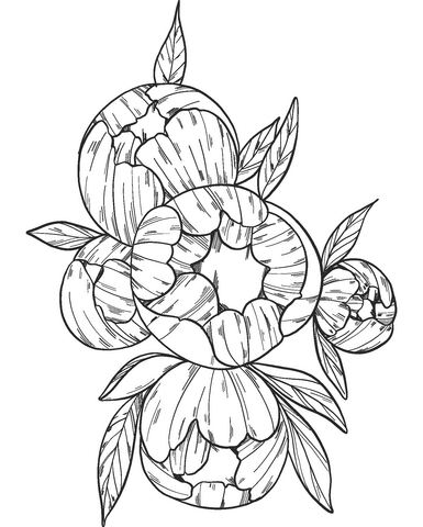 Peonies coloring page free printable coloring pages