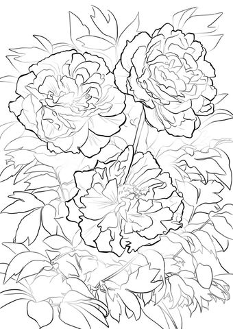 Moutan or tree peony coloring page free printable coloring pages flower coloring pages flag coloring pages detailed coloring pages