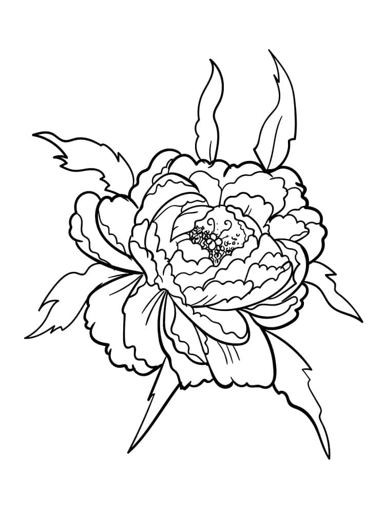 Print peony flower coloring page