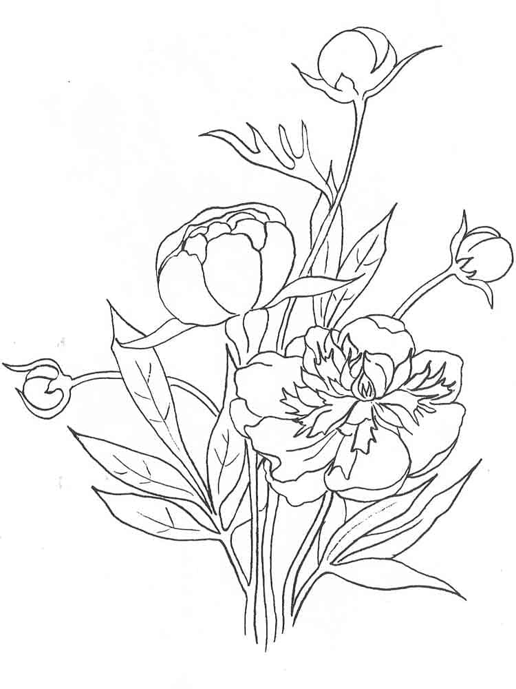 Peonies image coloring page