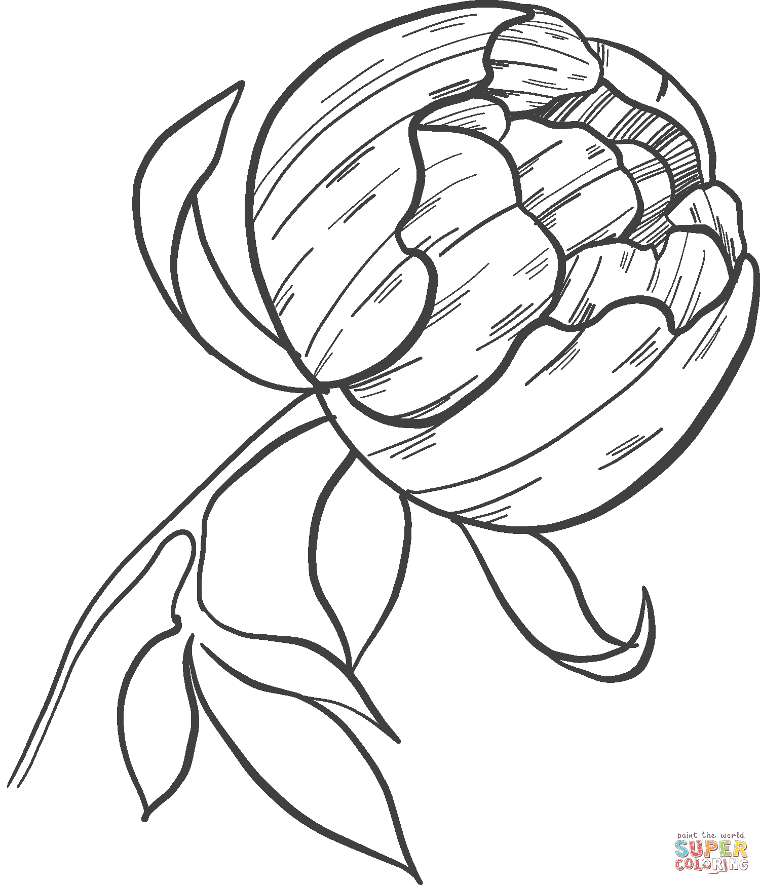 Peony coloring page free printable coloring pages