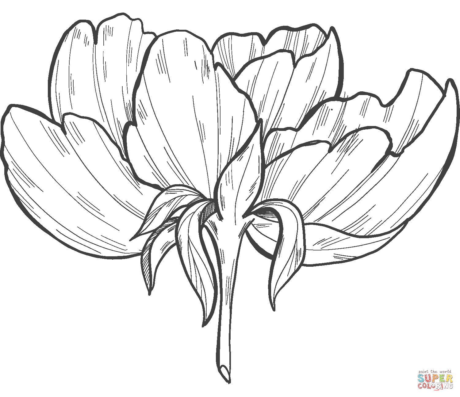 Peony coloring page free printable coloring pages