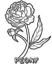 A simple coloring page of tulips