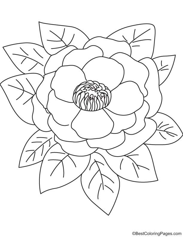 Pink peony coloring page pink peonies peony colors coloring pages
