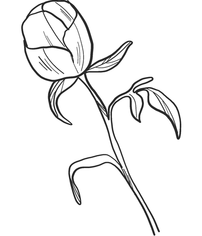 Peony bud coloring page free printable coloring pages