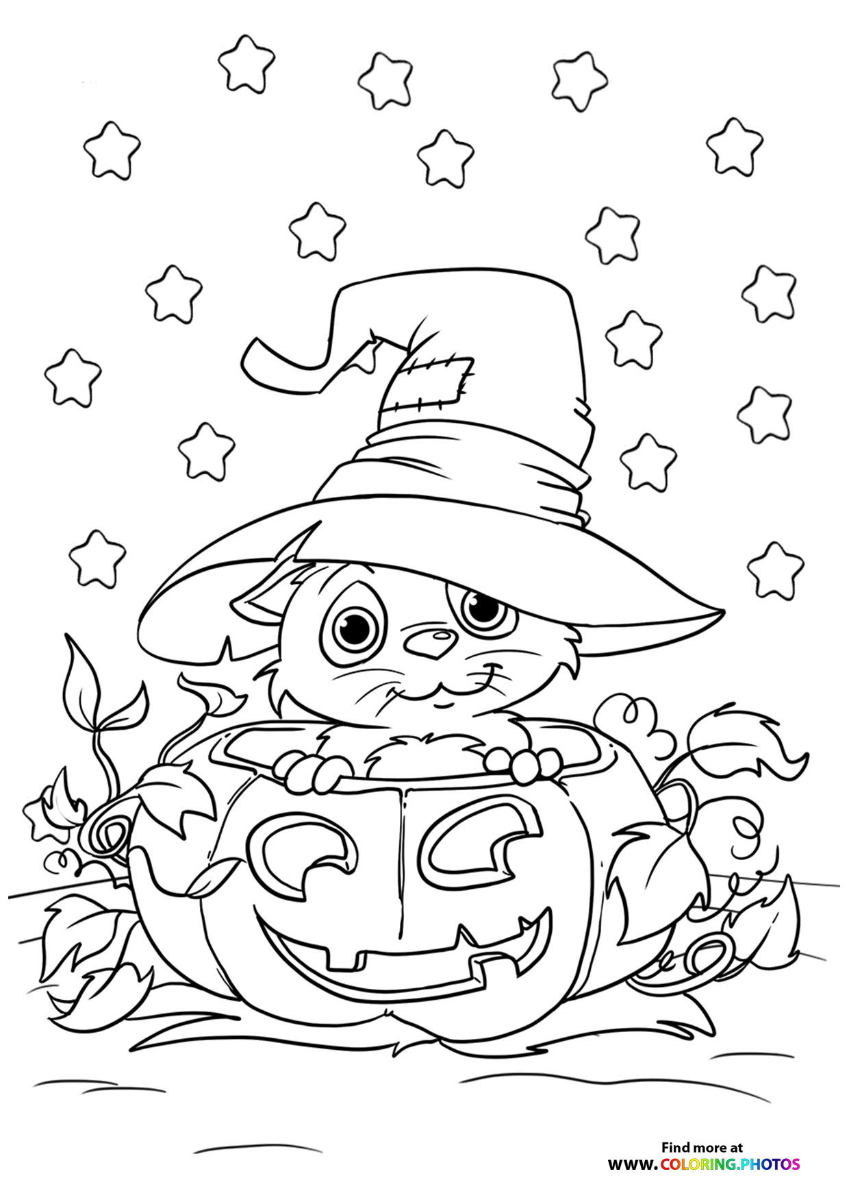 Hallween cat in a pumpkin