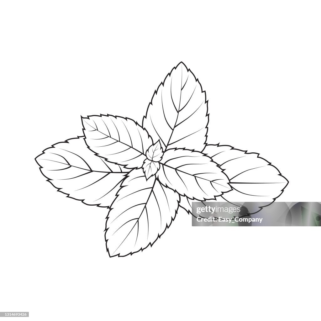 Vector illustration of peppermint isolated on white background black and white for coloring organic vegetables and fruits cartoon concepts education and school kids coloring page printable activity worksheet flash card high