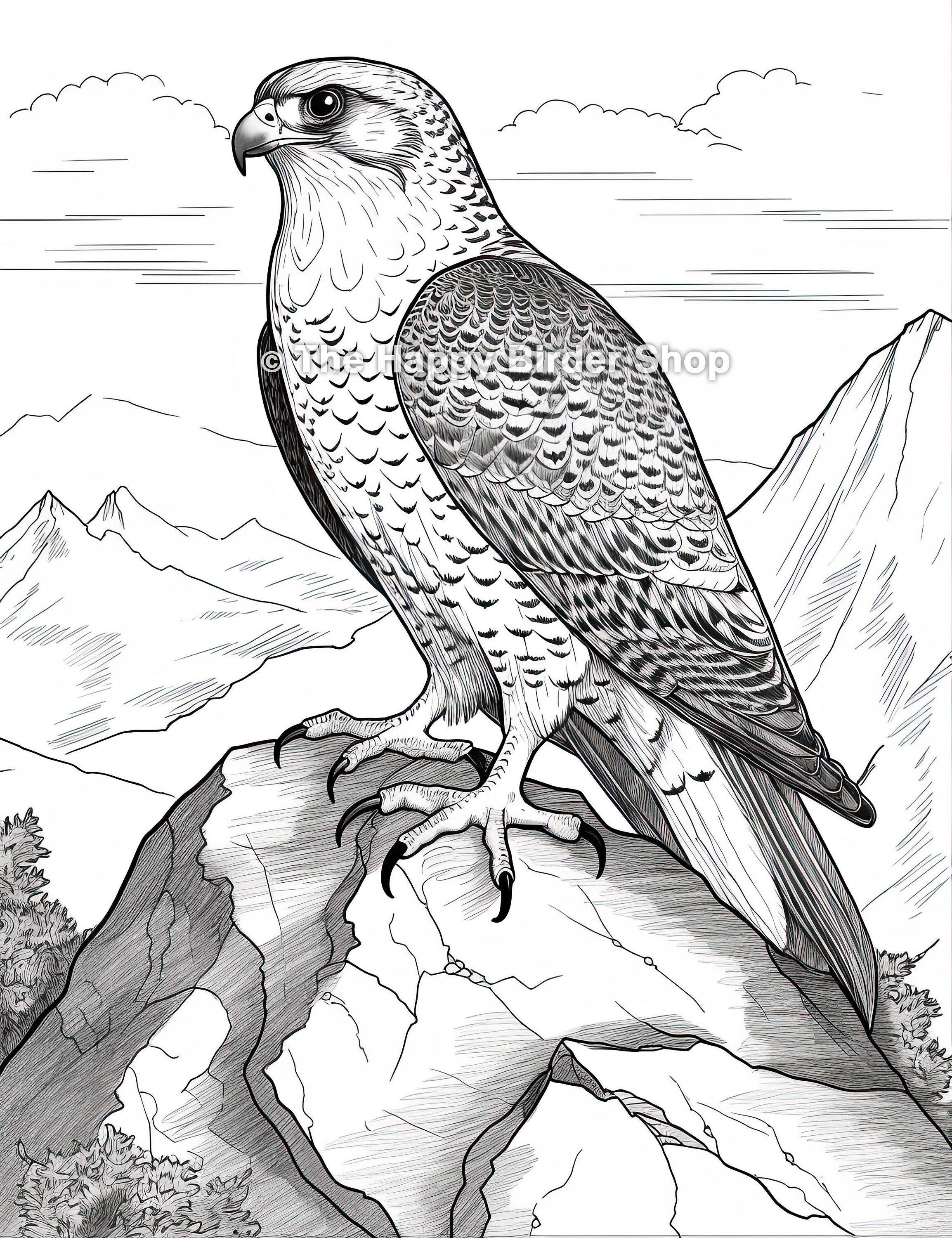 Peregrine falcon coloring page bird lover gift wildlife art printable art stress relief adult coloring pages bird coloring pages jpg