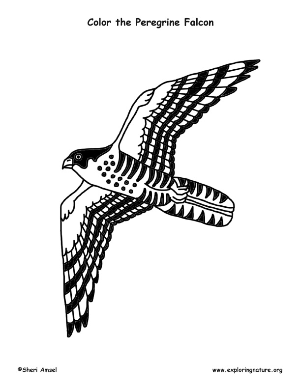 Peregrine falcon coloring page