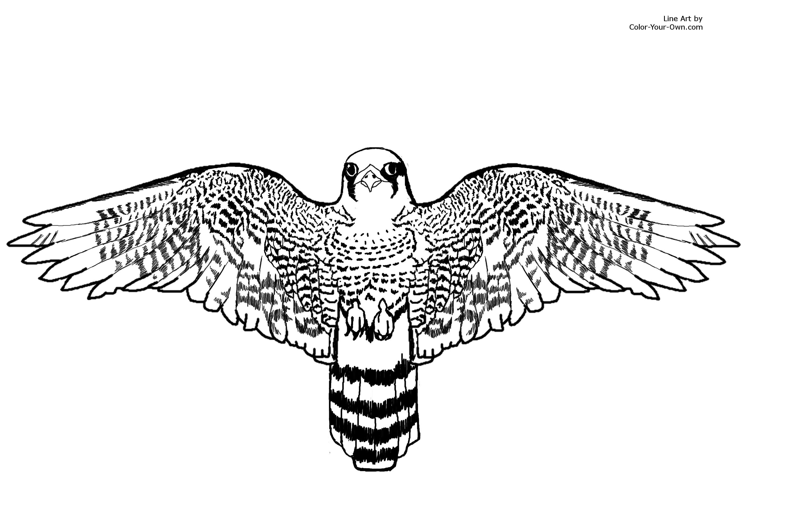 Bird coloring pages peregrine falcon coloring pages