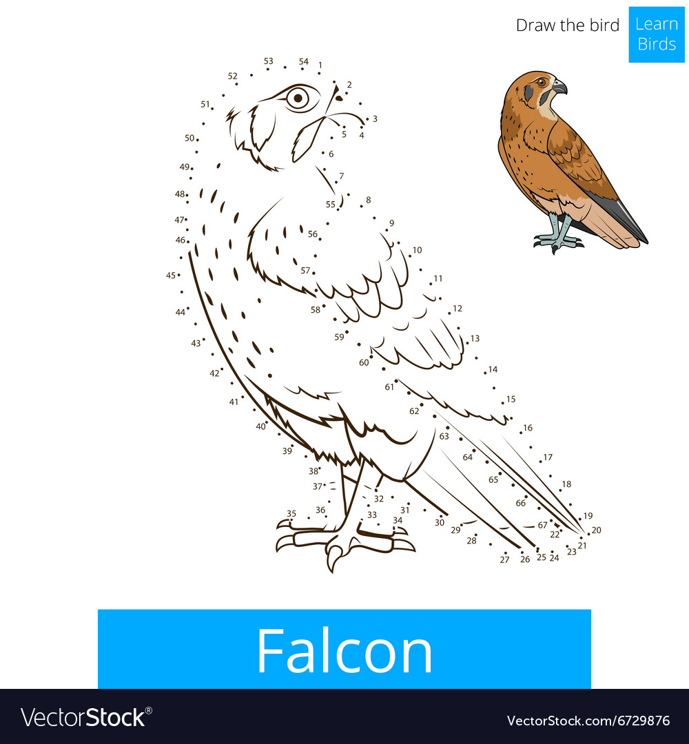 Falcon bird learn birds coloring book royalty free vector