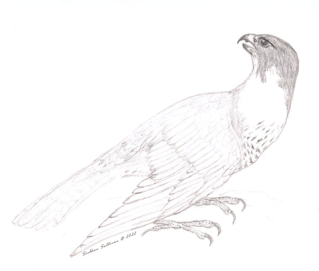 Peregrine falcon drawing photo video first friday art