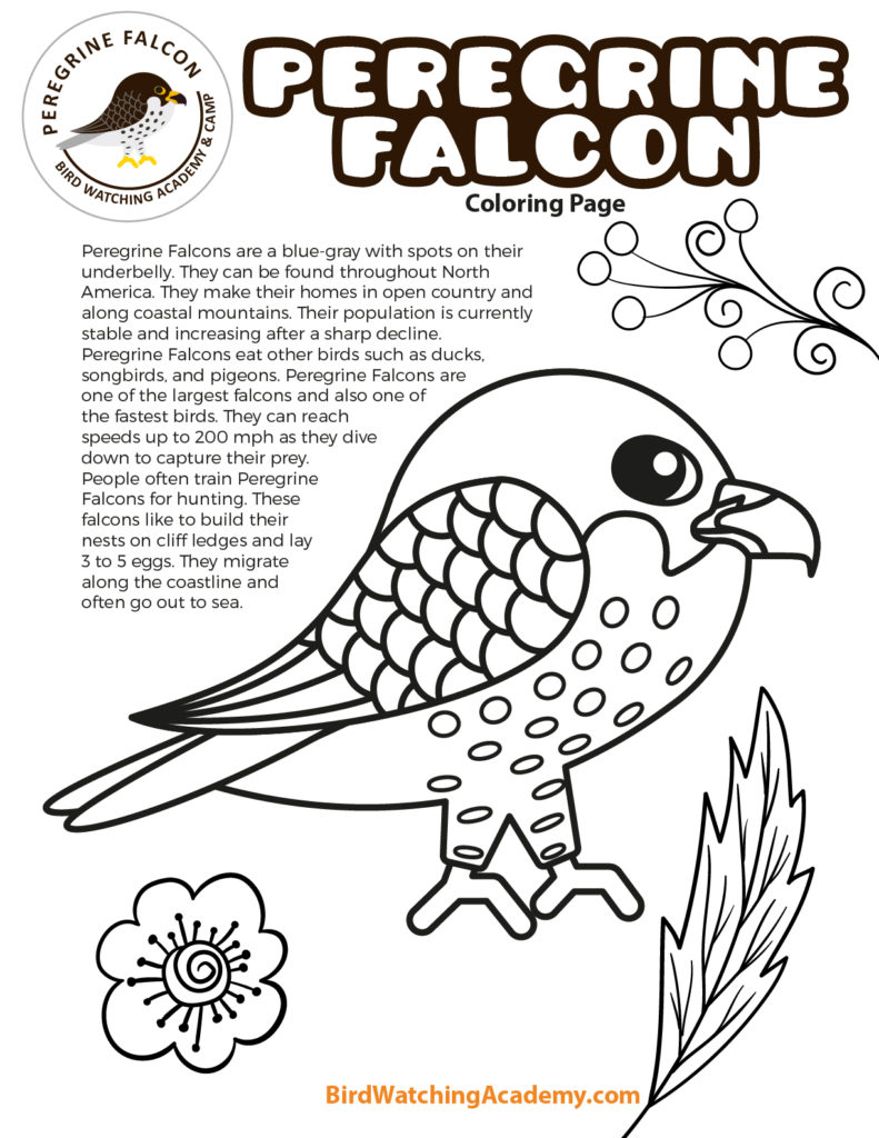 Peregrine falcon coloring page
