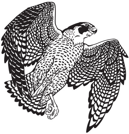 Peregrine falcon cliparts stock vector and royalty free peregrine falcon illustrations