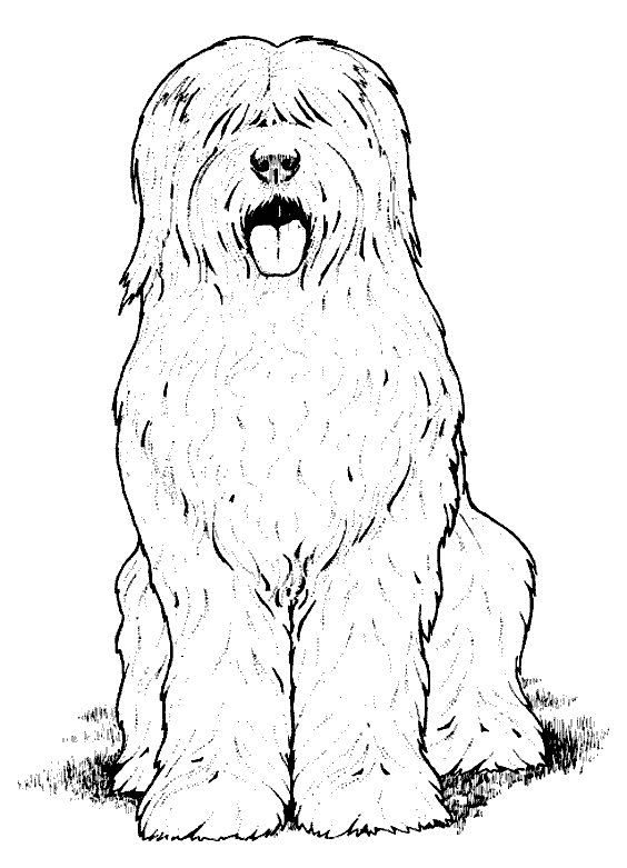 Dog coloring pages old english sheepdog dog coloring page english sheepdog