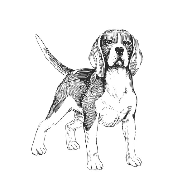 Dibujo perro bravo royalty