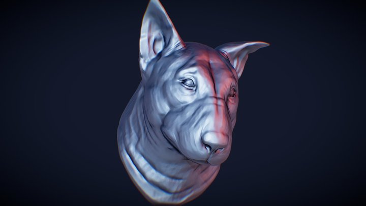 Perro d models