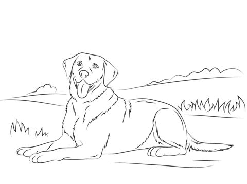 Labrador retriever coloring page free printable coloring pages puppy coloring pages dog coloring page lab dogs