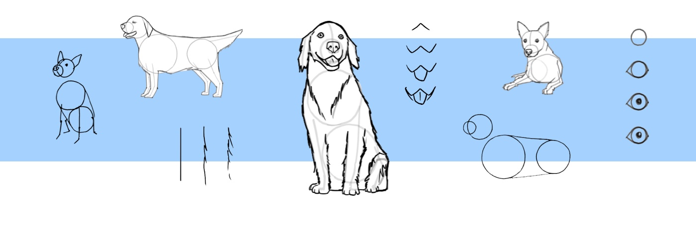 How to draw a dog step by step