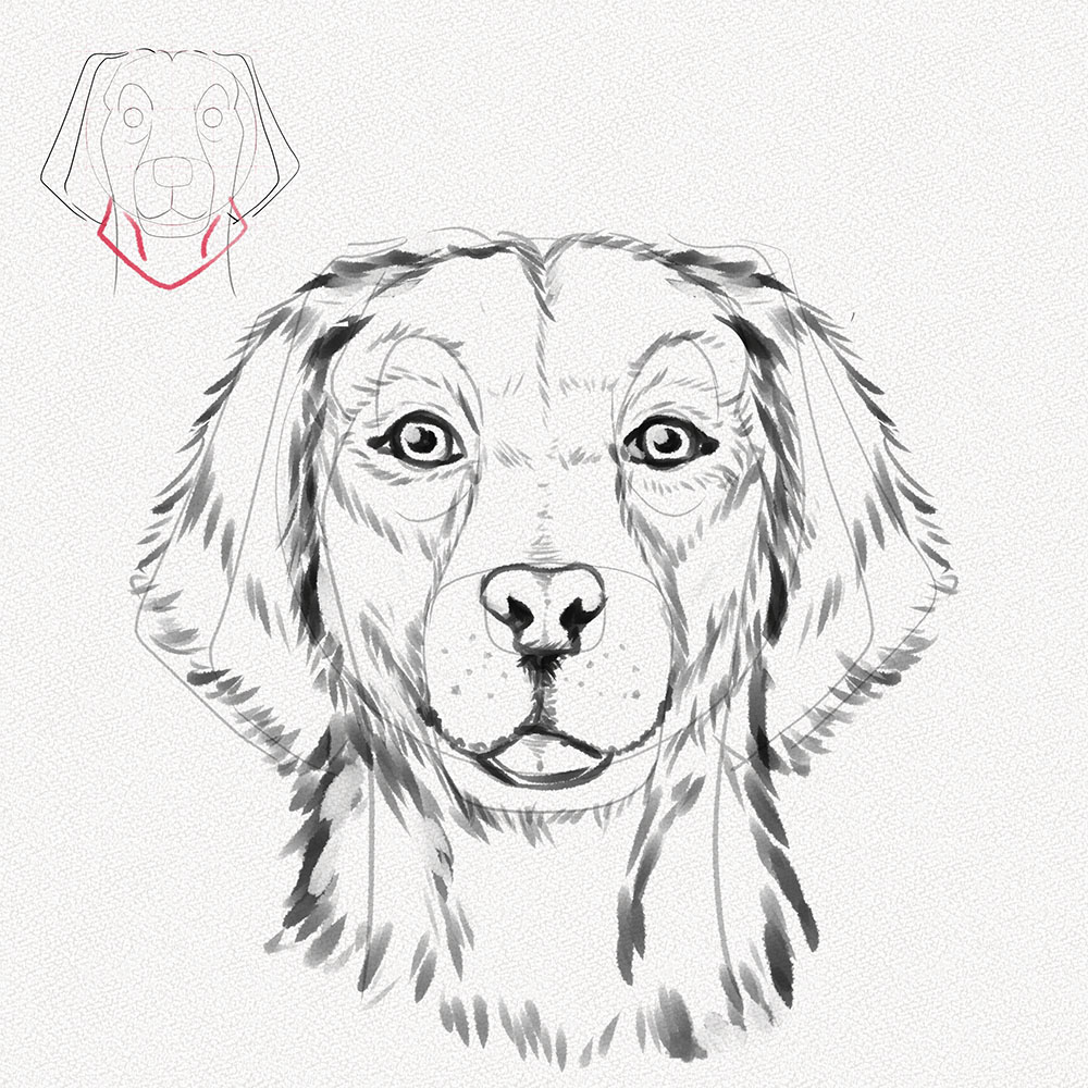 How to draw a dog face â a step