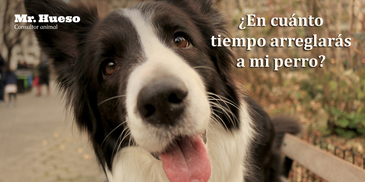 En cuãnto tiempo arreglarãs a mi perro