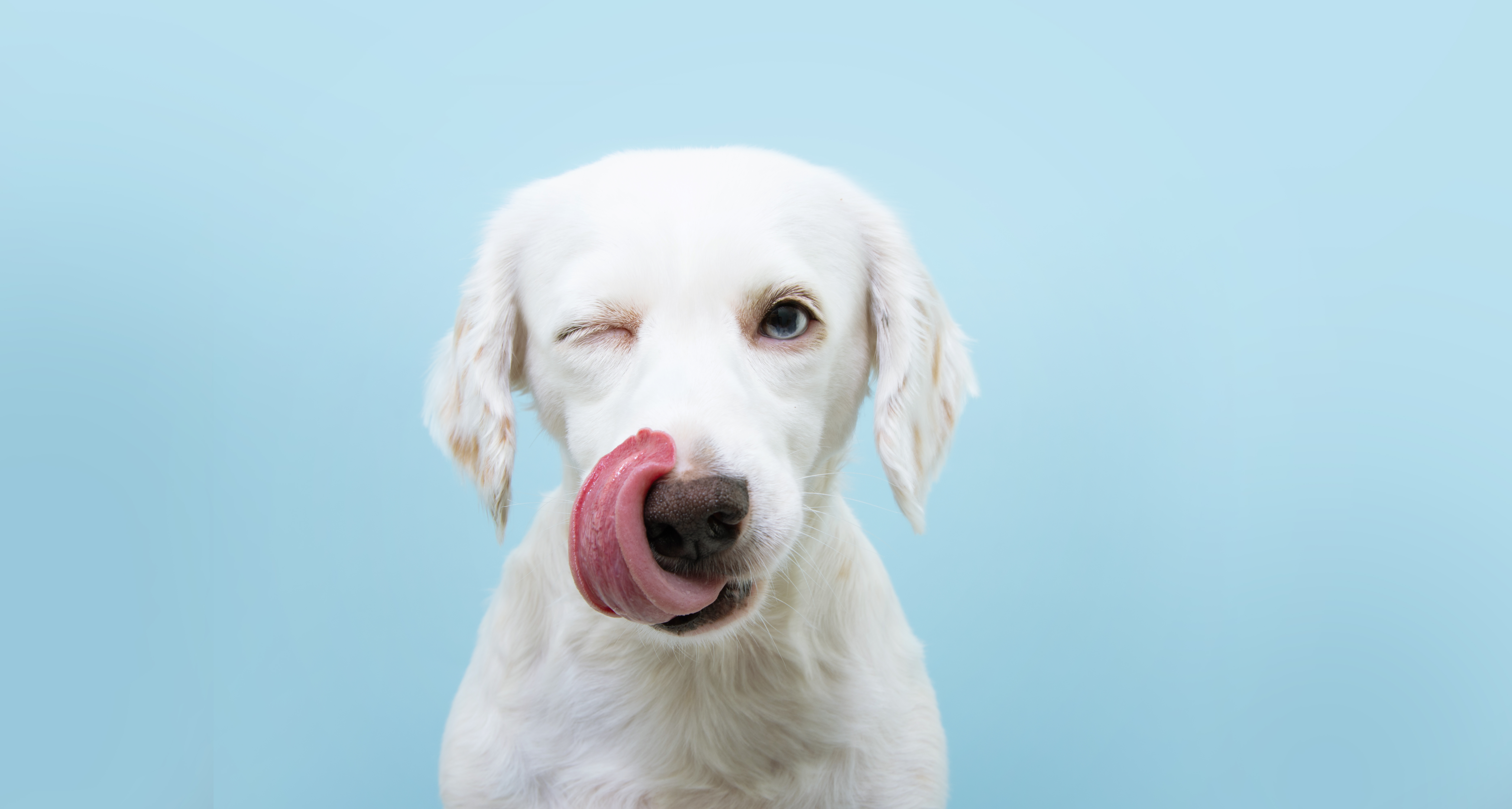 Quã pasa si un perro tiene la nariz seca