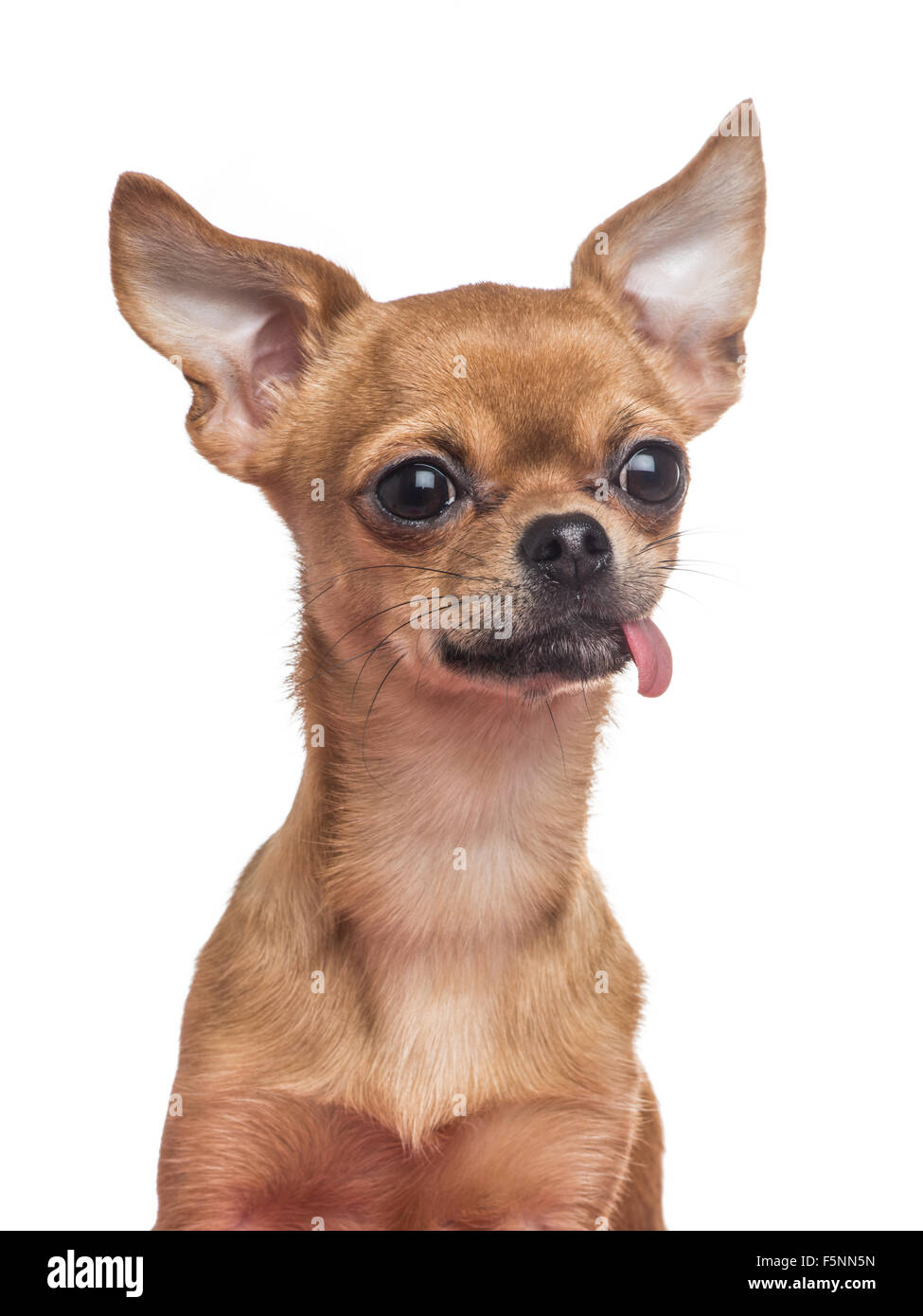 Perro con la lengua fuera fotografãas e imãgen de alta roluciãn