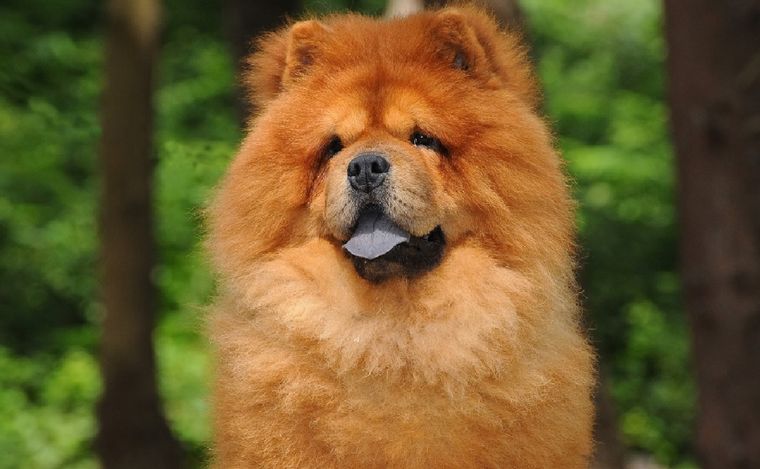 Una mujer sufriã puntos de sutura por el ataque de un perro de raza chow chow