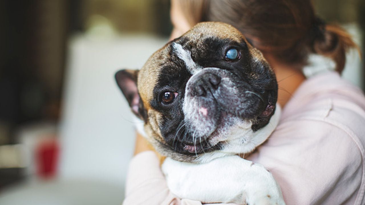 Cãmo saber si un perro se estã quedando ciego
