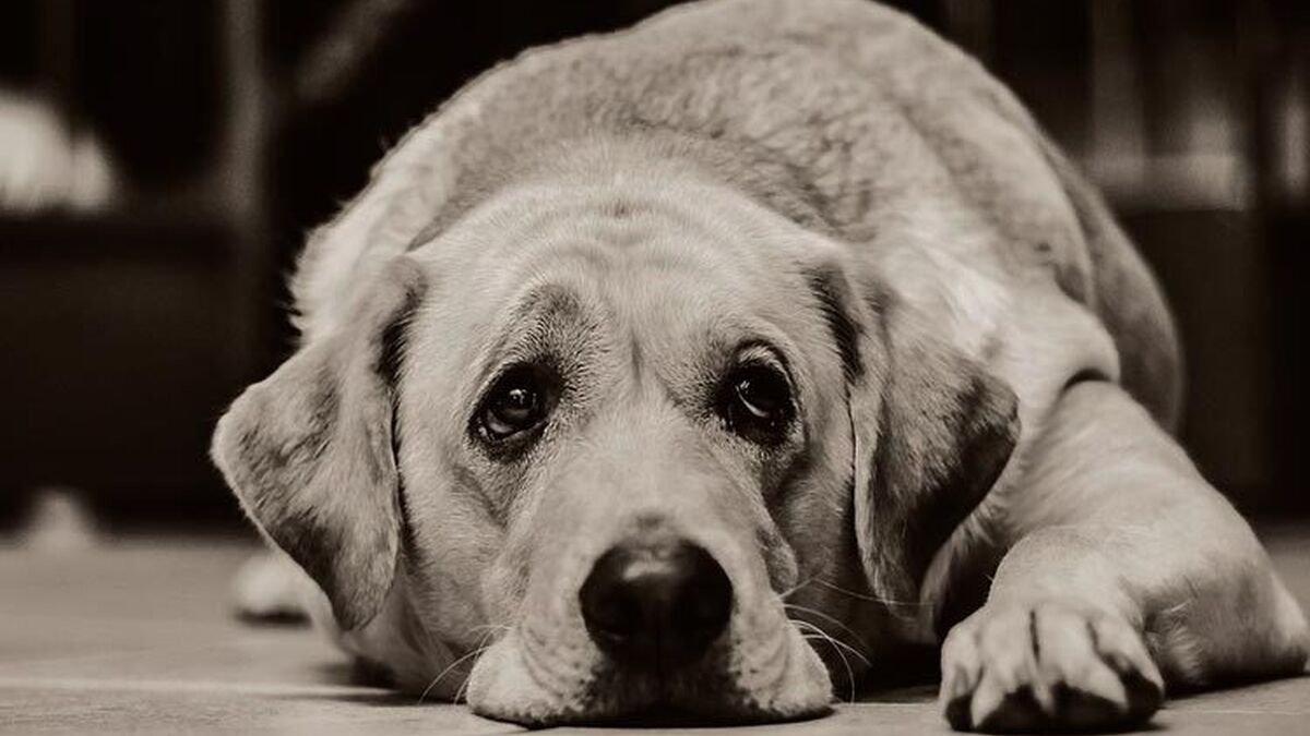 Signos que enseãan los perros cuando tãn a punto de morir