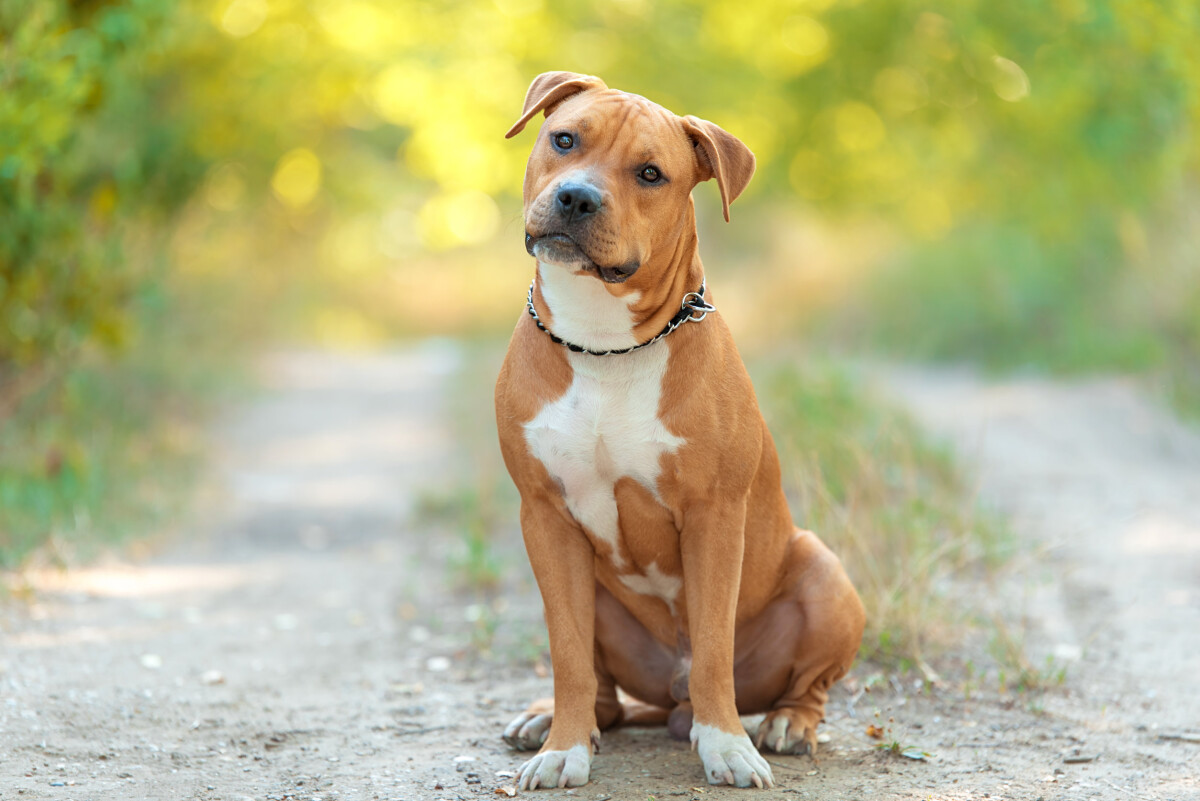 American pitbull ficha de raza carãcter educaciãn y salud santãvet