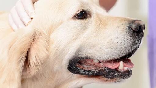 Enfermedad de perros mayor