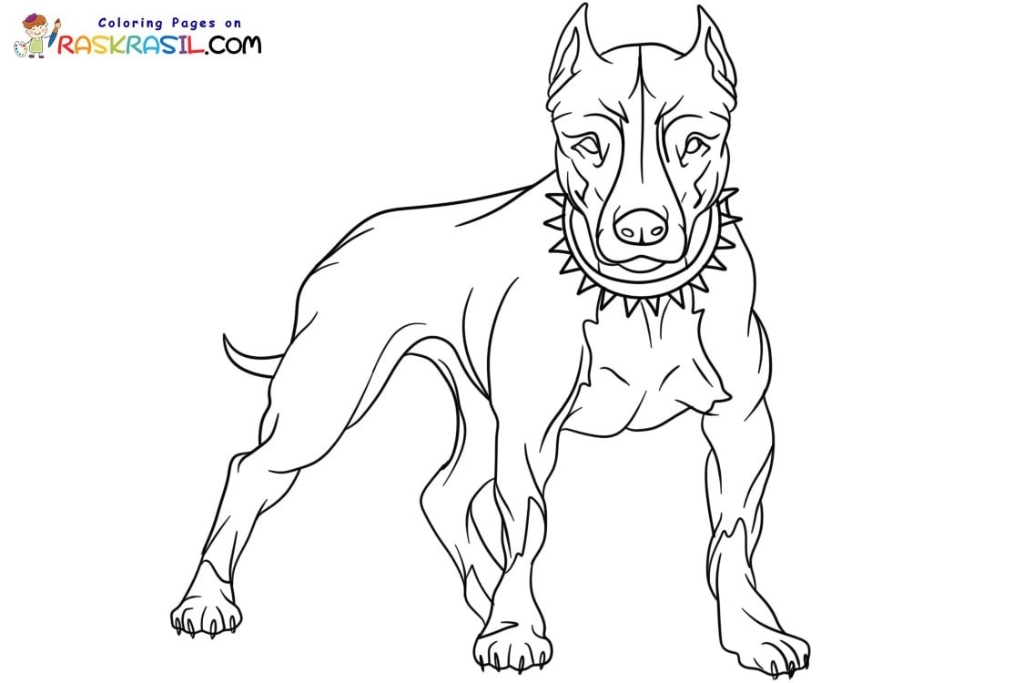 Dibujos de pitbull para colorear