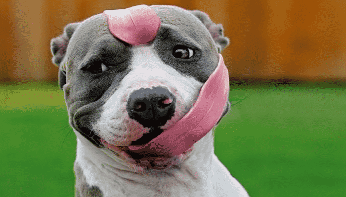 Quã significa el color de la lengua de mi perro