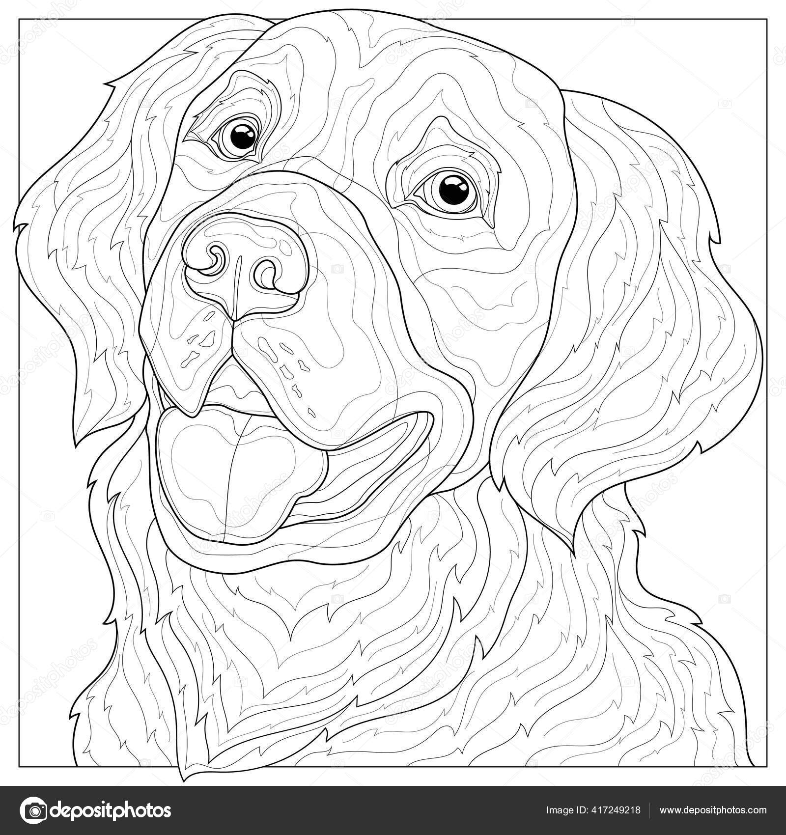 Perro golden retriever animal libro para colorear antiestrãs para niãos vector de stock por vlasenkoekaterinkagmail