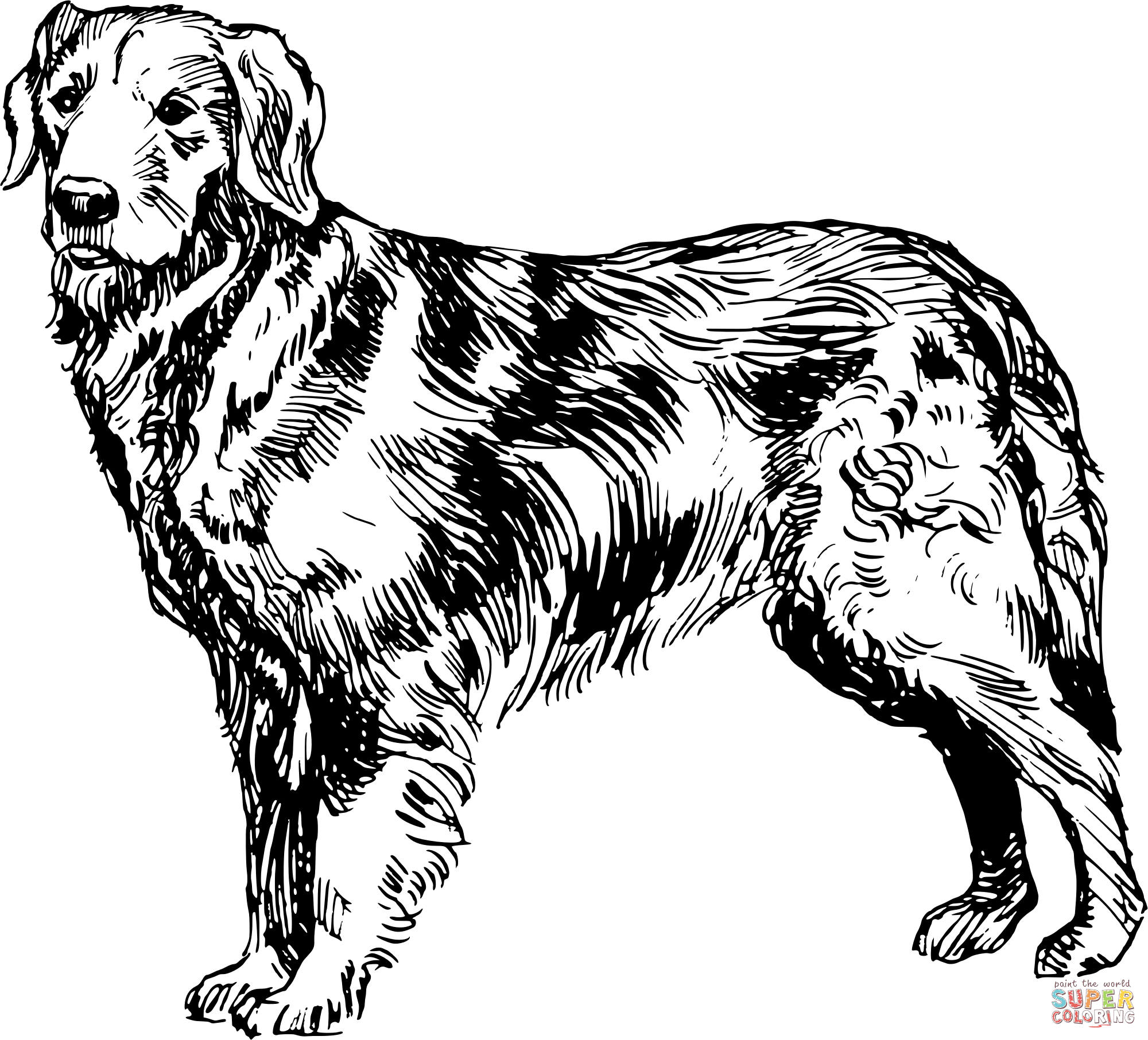 Dibujo de perro perdiguero de oro de la vendimia para colorear dibujos para colorear imprimir gratis