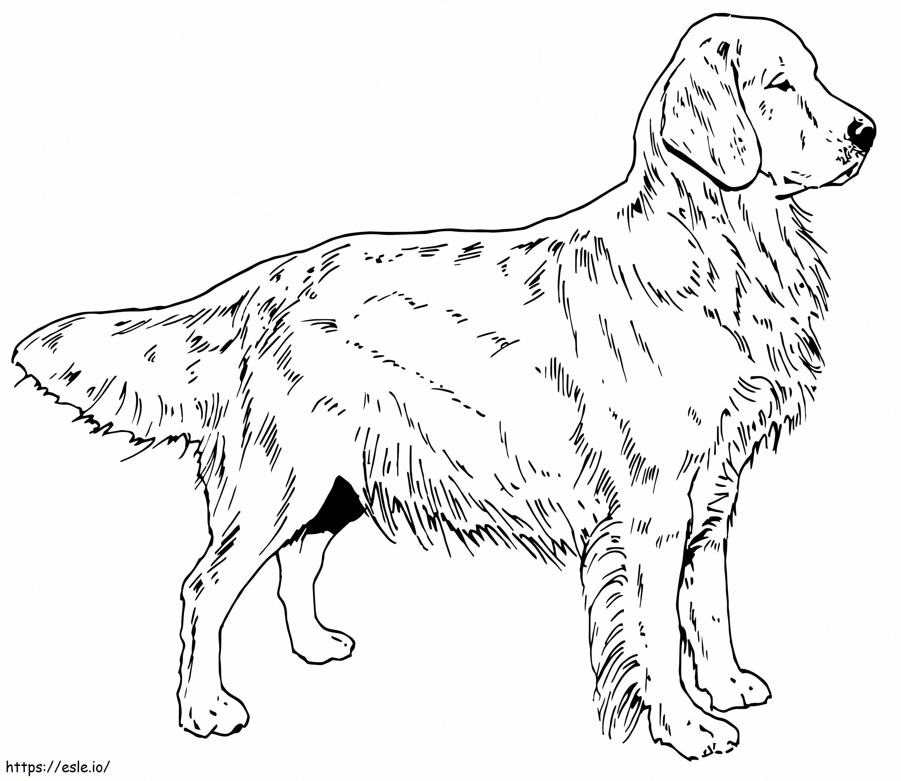 Perro perdiguero de oro chino para colorear