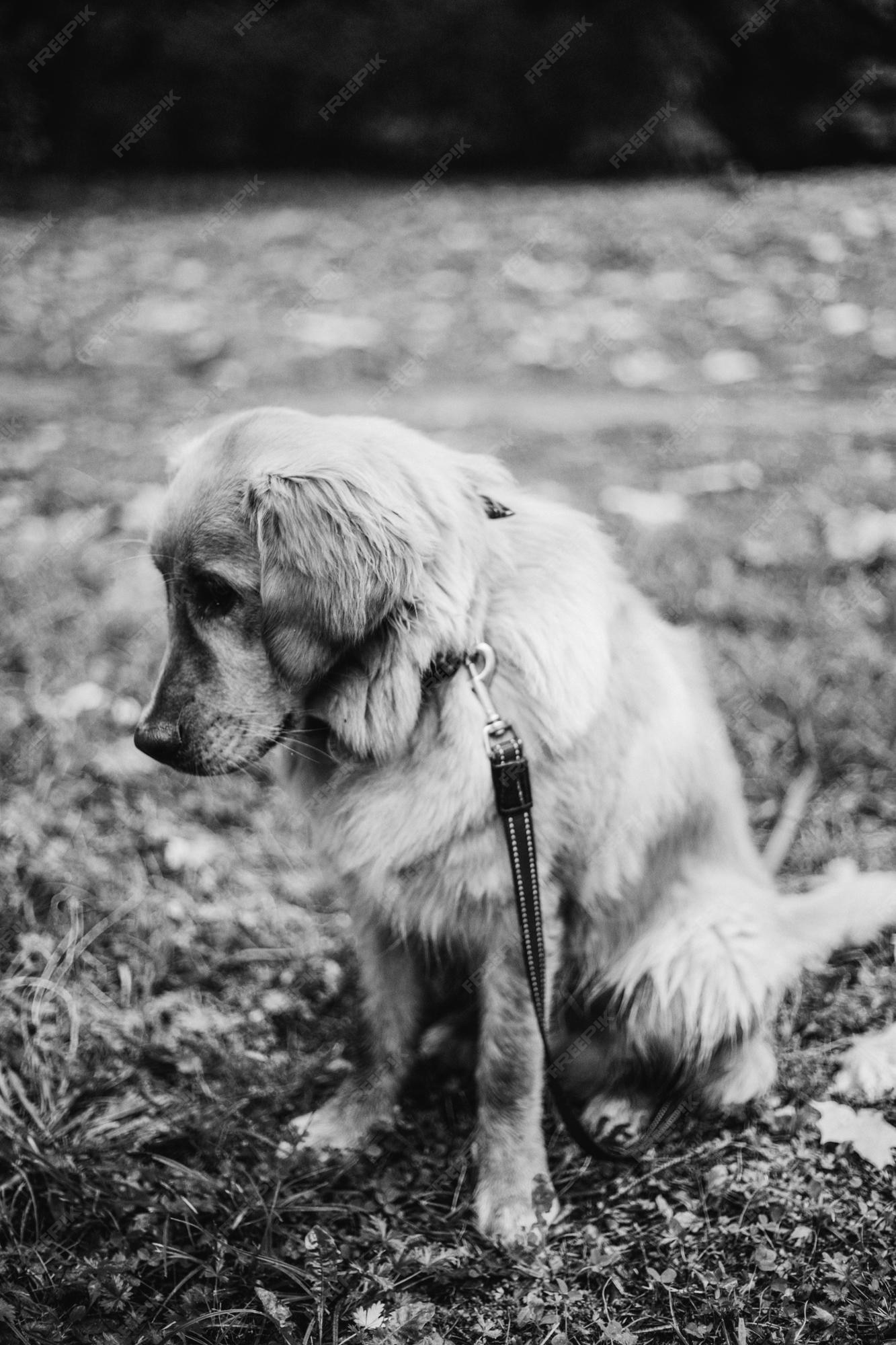 Perro perdiguero de oro triste se sienta en la hierba con el hocico hacia abajo foto premium