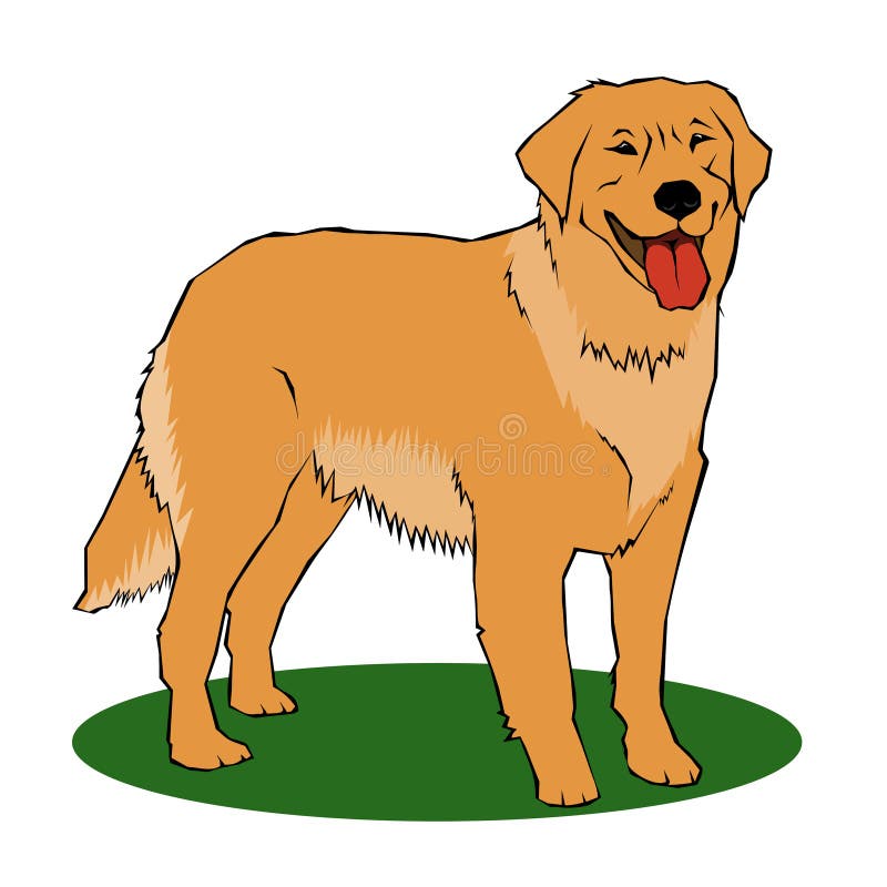 Standing golden retriever ilustracion stock vector y clipart â ilustracion stock