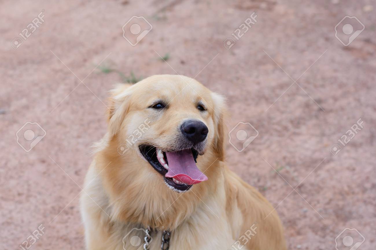 Retrato de un perro perdiguero de oro fotos retratos imãgen y fotografãa de archivo libr de derecho image