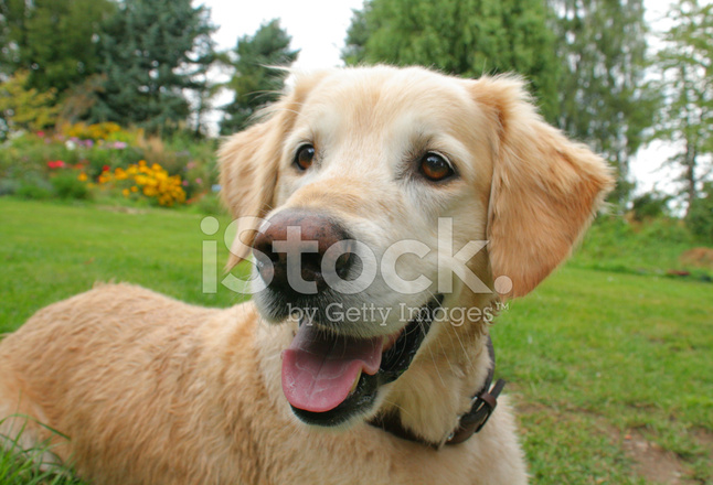 Foto de stock perro perdiguero de oro mojada esperando libre de derechos