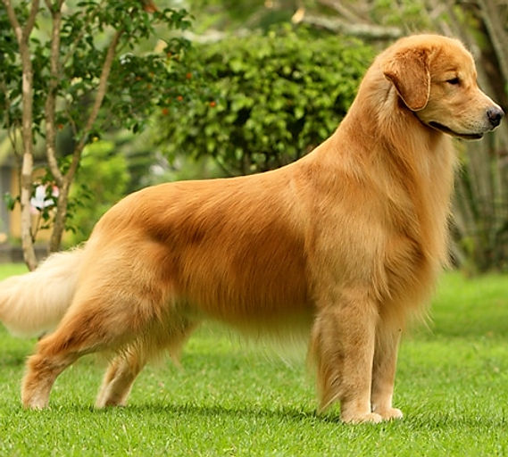 Golden retriever