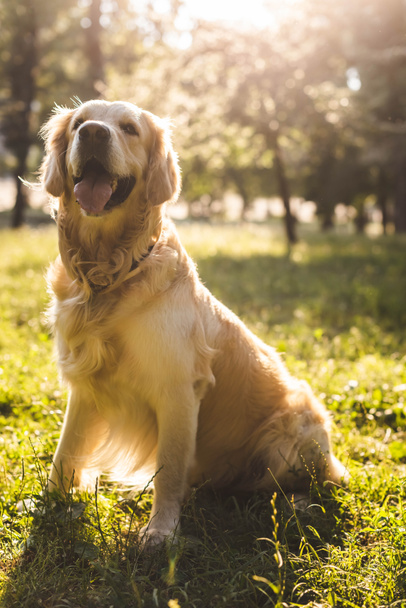Perro perdiguero de oro free stock photos images and pictures of perro perdiguero de oro