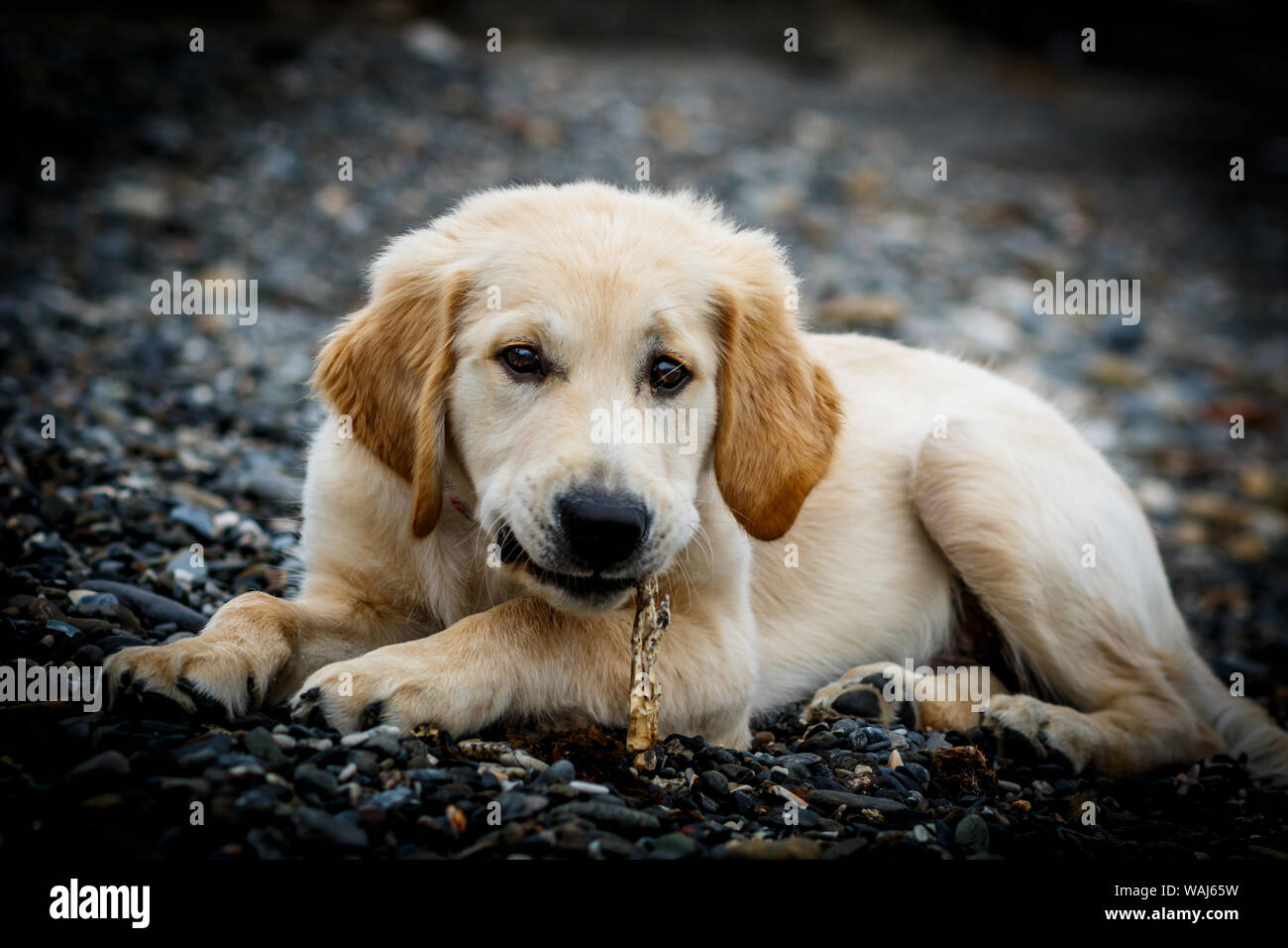 Perro perdiguero de oro de raza pura fotografãas e imãgen de alta roluciãn