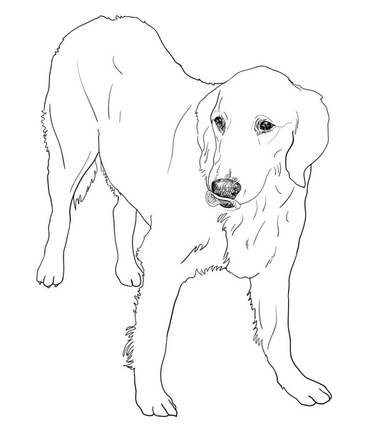 Perro perdiguero de oro free stock vectors