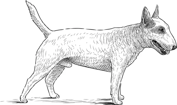 Perro perdiguero de oro vector de stock por alekseimakarov