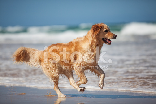 Foto de stock perro perdiguero de oro joven corriendo en la playa libre de derechos